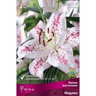 Лилии Восточные Мадлен, 14/16 р-р, 2 шт. 120 h(см), Осень 2022  (артикул 9246132)  большой выбор товаров оптом и в розницу по низким ценам с доставкой