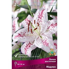 Лилии Восточные Мадлен, 14/16 р-р, 2 шт. 120 h(см), Осень 2022  (артикул 9246132)  большой выбор товаров оптом и в розницу по низким ценам с доставкой
