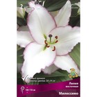 Лилии Восточные «Милессимо», 14/16 р-р, 2 шт. 110 h(см), Осень 2025  (артикул 9246135)  большой выбор товаров оптом и в розницу по низким ценам с доставкой