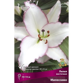Лилии Восточные «Милессимо», 14/16 р-р, 2 шт. 110 h(см), Осень 2025  (артикул 9246135)  большой выбор товаров оптом и в розницу по низким ценам с доставкой