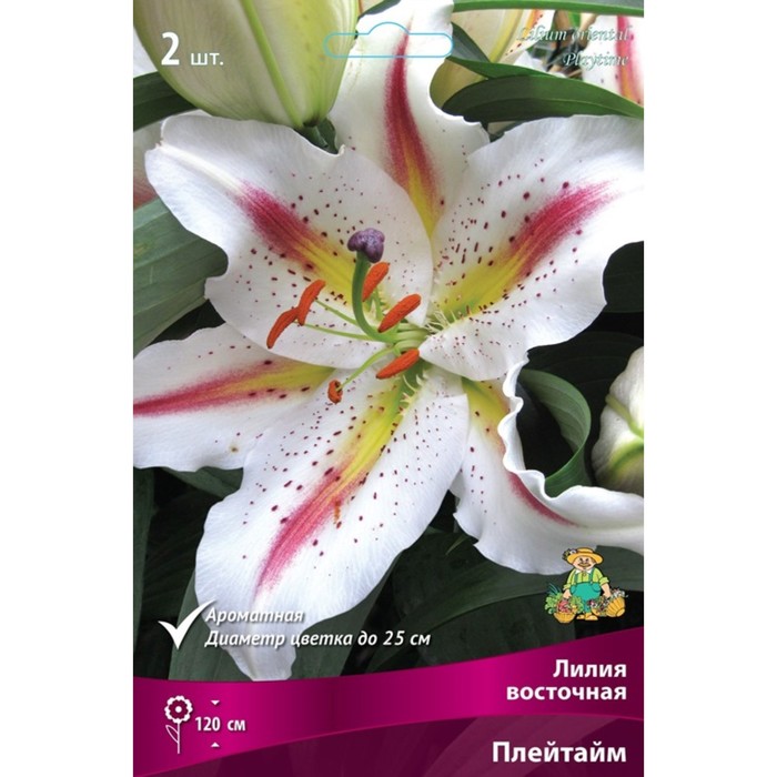 Лилии Восточные Плейтайм, 14/16 р-р, 2 шт. 120 h(см), Осень 2024
