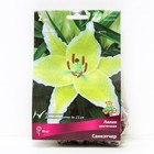 Лилии Восточные «Санкэтчер», 14/16 р-р, 2 шт. 90 h(см), Осень 2022  (артикул 9246144)  большой выбор товаров оптом и в розницу по низким ценам с доставкой