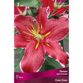Лилии Восточные «Сикс Сенс», 14/16 р-р, 2 шт. 100 h(см), Осень 2025  (артикул 9246145)  большой выбор товаров оптом и в розницу по низким ценам с доставкой