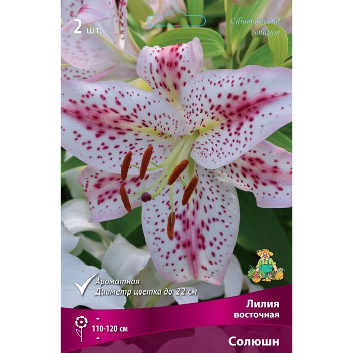 Лилии Восточные Солюшн, 14/16 р-р, 2 шт. 110-120 h(см), Осень 2024