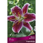 Лилии Восточные Старгейзер, 14/16 р-р, 2 шт. 100 h(см), Осень 2024  (артикул 9246147)  большой выбор товаров оптом и в розницу по низким ценам с доставкой