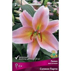 Лилии Восточные Сэлмон Парти, 14/16 р-р, 2 шт. 65 h(см), Осень 2024  (артикул 9246148)  большой выбор товаров оптом и в розницу по низким ценам с доставкой