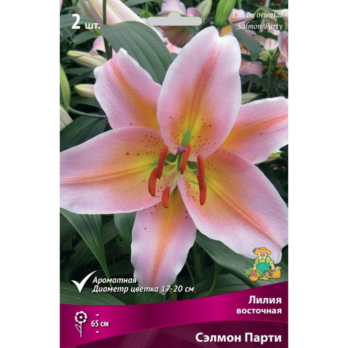 Лилии Восточные Сэлмон Парти, 14/16 р-р, 2 шт. 65 h(см), Осень 2024