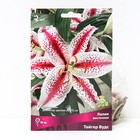 Лилии Восточные «Тайгер Вудс», 14/16 р-р, 2 шт. 90 h(см), Осень 2024 - Фото 1