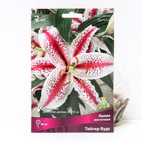 Лилии Восточные «Тайгер Вудс», 14/16 р-р, 2 шт. 90 h(см), Осень 2024  (артикул 9246149)  большой выбор товаров оптом и в розницу по низким ценам с доставкой