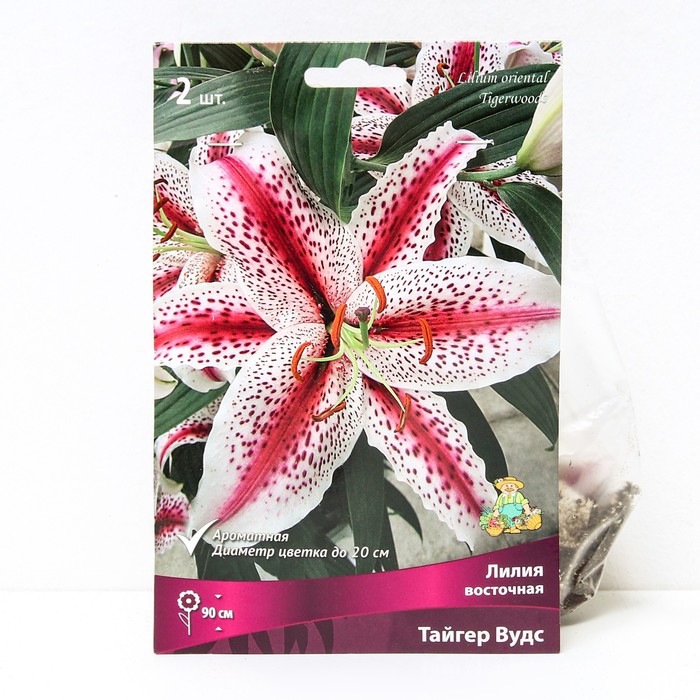 Лилии Восточные «Тайгер Вудс», 14/16 р-р, 2 шт. 90 h(см), Осень 2024 - Фото 1