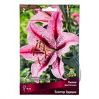 Лилии Восточные Тайгер Эдишн, 14/16 р-р, 2 шт. 90 h(см), Осень 2024  (артикул 9246150)  большой выбор товаров оптом и в розницу по низким ценам с доставкой