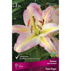 Лилии Восточные «Том Паус», 14/16 р-р, 2 шт. 110 h(см), Осень 2025  (артикул 9246151)  большой выбор товаров оптом и в розницу по низким ценам с доставкой