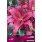 Лилии Восточные «Файрболт», 14/16 р-р, 2 шт. 100-110 h(см), Осень 2024  (артикул 9246152)  большой выбор товаров оптом и в розницу по низким ценам с доставкой