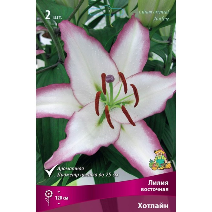 Pin by Susanne Swang on Lilium Flower pictures, Lily, Flowers