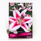 Лилии Восточные «Хотспот», 14/16 р-р, 2 шт. 120 h(см), Осень 2025 - Фото 1