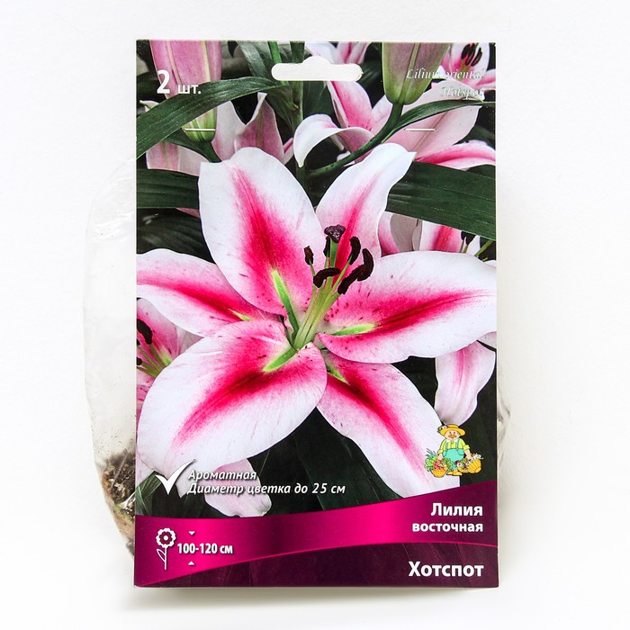 Лилии Восточные «Хотспот», 14/16 р-р, 2 шт. 120 h(см), Осень 2025 - Фото 1