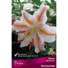 Лилии Восточные Эксельсиор, 14/16 р-р, 2 шт. 120 h(см), Осень 2024  (артикул 9246159)  большой выбор товаров оптом и в розницу по низким ценам с доставкой