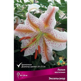 Лилии Восточные Эксельсиор, 14/16 р-р, 2 шт. 120 h(см), Осень 2024  (артикул 9246159)  большой выбор товаров оптом и в розницу по низким ценам с доставкой