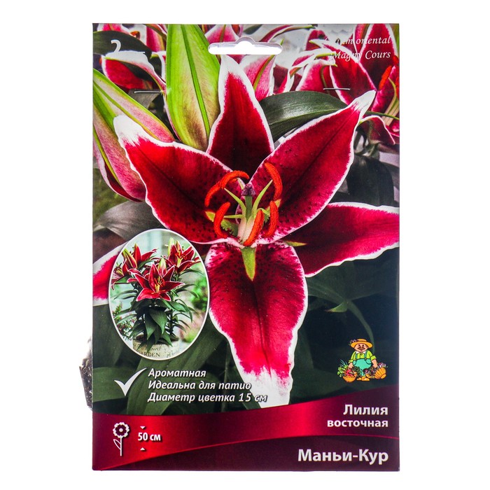 Лилии Восточные горшечные Маньи-Кур, 12/14 р-р, 2 шт. 50 h(см), Осень 2024