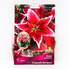 Лилии Восточные горшечные «Старлайт Экспресс», 12/14 р-р, 2 шт. 45-50 h(см), Осень 2022  (артикул 9246162)  большой выбор товаров оптом и в розницу по низким ценам с доставкой