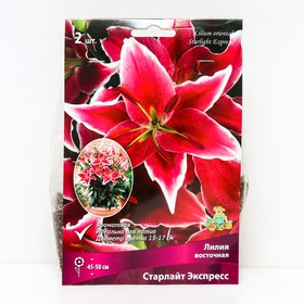 Лилии Восточные горшечные «Старлайт Экспресс», 12/14 р-р, 2 шт. 45-50 h(см), Осень 2022  (артикул 9246162)  большой выбор товаров оптом и в розницу по низким ценам с доставкой