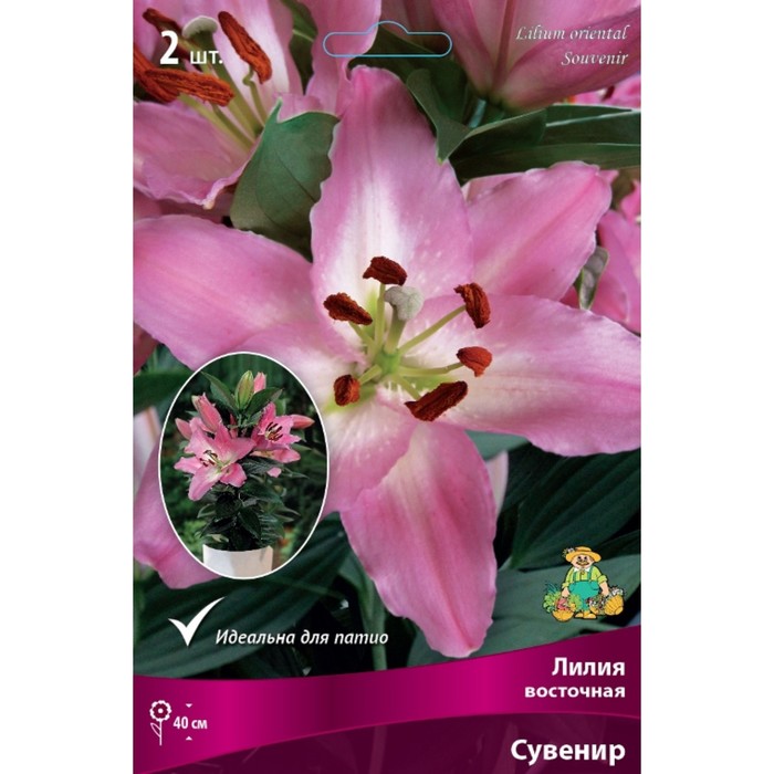 Лилии Восточные горшечные Сувенир, 12/14 р-р, 2 шт. 40 h(см), Осень 2022