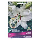 Лилии Восточные горшечные Тру Эмоушн, 12/14 р-р, 2 шт. 55 h(см), Осень 2024  (артикул 9246164)  большой выбор товаров оптом и в розницу по низким ценам с доставкой