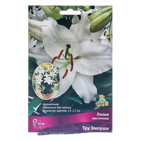 Лилии Восточные горшечные Тру Эмоушн, 12/14 р-р, 2 шт. 55 h(см), Осень 2024  (артикул 9246164)  большой выбор товаров оптом и в розницу по низким ценам с доставкой