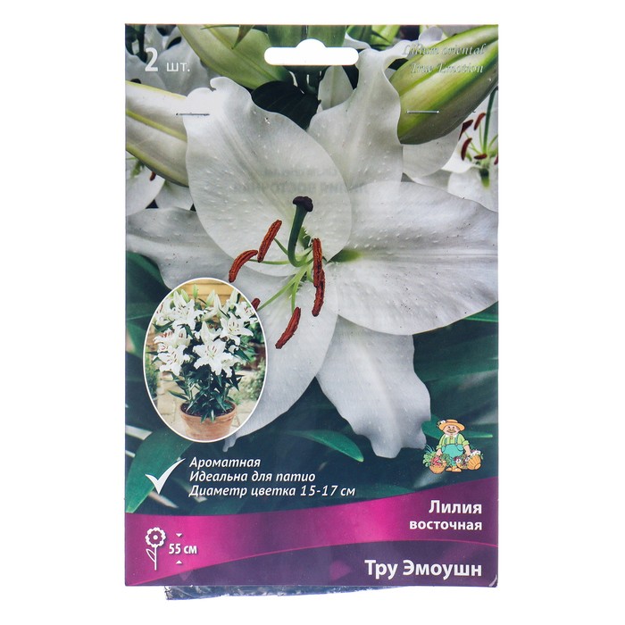 Лилии Восточные горшечные Тру Эмоушн, 12/14 р-р, 2 шт. 55 h(см), Осень 2024