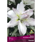 Лилии Восточные махровые «Канова», 14/16 р-р, 1 шт. 75 h(см), Осень 2025  (артикул 9246166)  большой выбор товаров оптом и в розницу по низким ценам с доставкой