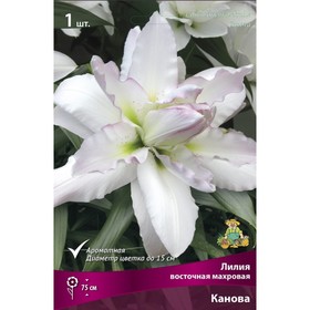 Лилии Восточные махровые «Канова», 14/16 р-р, 1 шт. 75 h(см), Осень 2025  (артикул 9246166)  большой выбор товаров оптом и в розницу по низким ценам с доставкой
