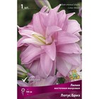 Лилии Восточные махровые «Лотус Бриз», 14/16 р-р, 1 шт. 100 h(см), Осень 2025  (артикул 9246167)  большой выбор товаров оптом и в розницу по низким ценам с доставкой