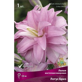 Лилии Восточные махровые «Лотус Бриз», 14/16 р-р, 1 шт. 100 h(см), Осень 2025  (артикул 9246167)  большой выбор товаров оптом и в розницу по низким ценам с доставкой