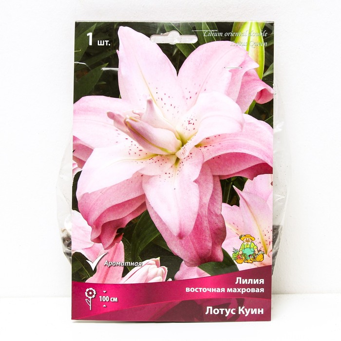 Лилии Восточные махровые Лотус Куин, 14/16 р-р, 1 шт. 100 h(см), Осень 2024