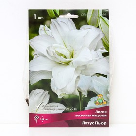 Лилии Восточные махровые Лотус Пьюр, 1 шт. Весна 2026  (артикул 9246171)  большой выбор товаров оптом и в розницу по низким ценам с доставкой