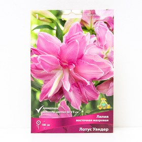 Лилии Восточные махровые Лотус Уандер, 14/16 р-р, 1 шт. 100 h(см), Осень 2024  (артикул 9246172)  большой выбор товаров оптом и в розницу по низким ценам с доставкой