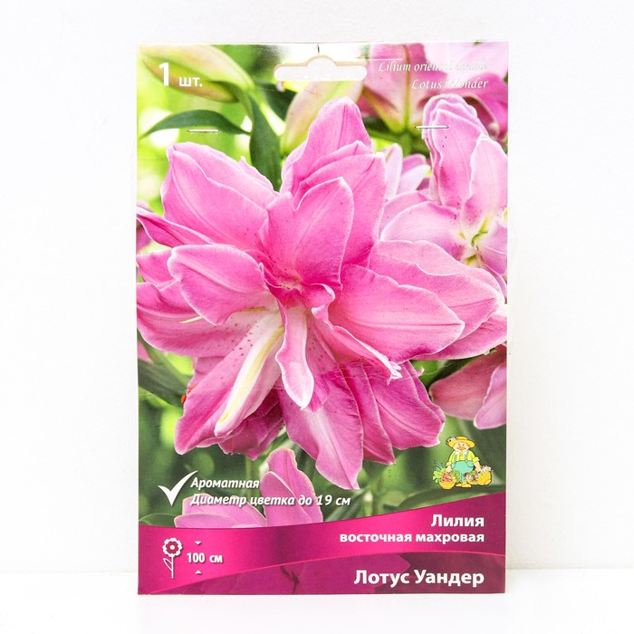 Лилии Восточные махровые Лотус Уандер, 14/16 р-р, 1 шт. 100 h(см), Осень 2024 - Фото 1