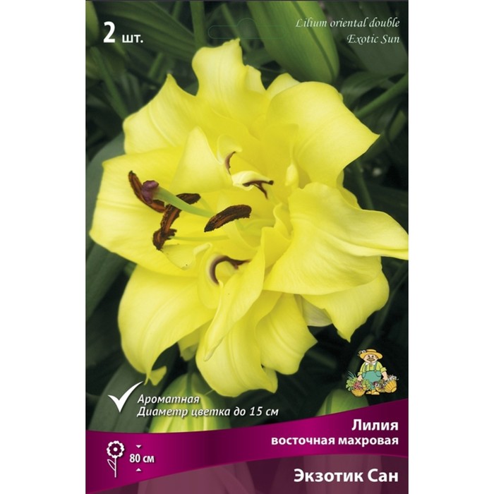 Луковицы Лилии купить по выгодной цене в интернет-магазине OZON