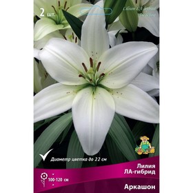 Лилии ЛА-гибриды Аркашон, 14/16 р-р, 2 шт. 120 h(см), Осень 2024  (артикул 9246176)  большой выбор товаров оптом и в розницу по низким ценам с доставкой