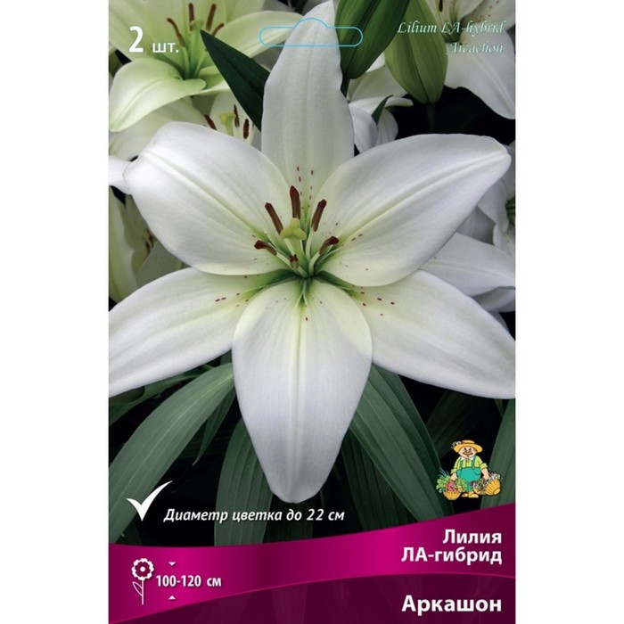 Лилии ЛА-гибриды Аркашон, 14/16 р-р, 2 шт. 120 h(см), Осень 2024