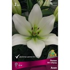 Лилии ЛА-гибриды Асоп, 14/16 р-р, 2 шт. 90 h(см), Осень 2024  (артикул 9246177)  большой выбор товаров оптом и в розницу по низким ценам с доставкой
