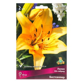 Лилии ЛА-гибриды «Бестселлер», 14/16 р-р, 2 шт. 105 h(см), Осень 2025  (артикул 9246181)  большой выбор товаров оптом и в розницу по низким ценам с доставкой