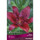 Лилии ЛА-гибриды «Блэкберн», 14/16 р-р, 2 шт. 115 h(см), Осень 2022  (артикул 9246182)  большой выбор товаров оптом и в розницу по низким ценам с доставкой