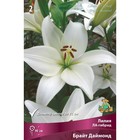 Лилии ЛА-гибриды Брайт Даймонд, 14/16 р-р, 2 шт. 90 h(см), Осень 2024  (артикул 9246184)  большой выбор товаров оптом и в розницу по низким ценам с доставкой