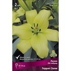 Лилии ЛА-гибриды «Геррит Залм», 14/16 р-р, 2 шт. 110 h(см), Осень 2025  (артикул 9246186)  большой выбор товаров оптом и в розницу по низким ценам с доставкой