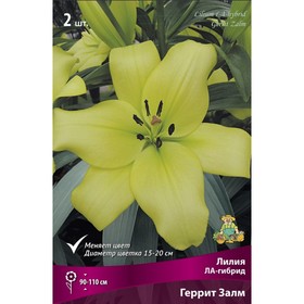 Лилии ЛА-гибриды «Геррит Залм», 14/16 р-р, 2 шт. 110 h(см), Осень 2025  (артикул 9246186)  большой выбор товаров оптом и в розницу по низким ценам с доставкой