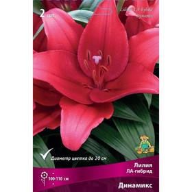 Лилии ЛА-гибриды «Динамикс», 14/16 р-р, 2 шт. 100-110 h(см), Осень 2025  (артикул 9246190)  большой выбор товаров оптом и в розницу по низким ценам с доставкой
