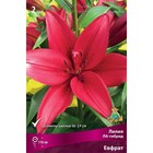 Лилии ЛА-гибриды «Евфрат», 14/16 р-р, 2 шт. 110 h(см), Осень 2022  (артикул 9246191)  большой выбор товаров оптом и в розницу по низким ценам с доставкой