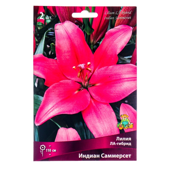 Лилии ЛА-гибриды Индиан Саммерсет, 14/16 р-р, 2 шт. 110 h(см), Осень 2024