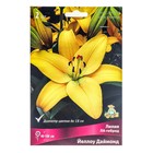 Лилии ЛА-гибриды Йеллоу Даймонд, 14/16 р-р, 2 шт. 90-100 h(см), Осень 2024 - Фото 1